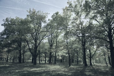 alt image